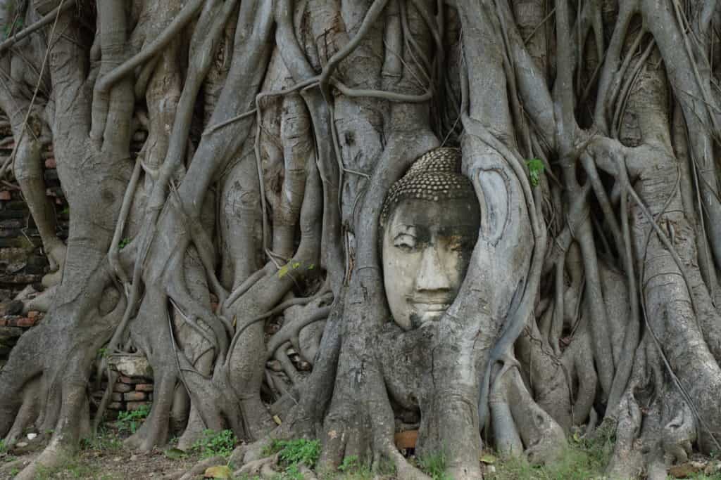 Buddhakopf im Baum in der Tempelruine des Wat Mahatat
