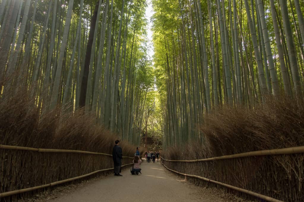Bambuswald mit weniger Touristen als üblich