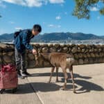 Tourist auf Miyajima streichelt Bambi