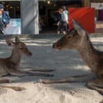 Bambi und seine Mutter wieder verein