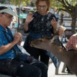 Reh frisst Touristen aus der Hand